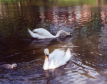 Swans and Cygnet on Madeley Pool